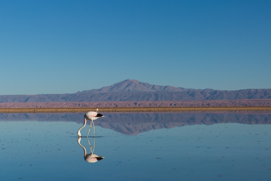 down right, we can see the desert of atacama, with a flemish, drinking water at the middle of it