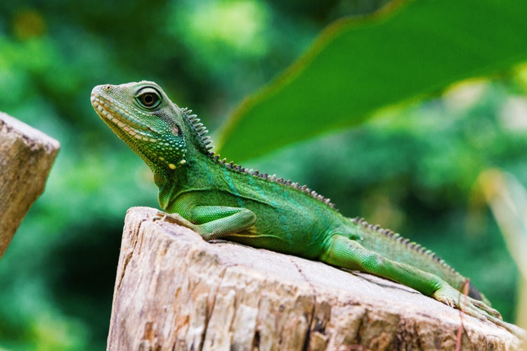Iguana verde de perfil posada sobre un tronco mirando hacia la izquierda