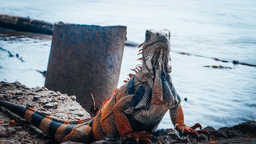Iguana naranja con rayas negras. En rocas cerca del agua