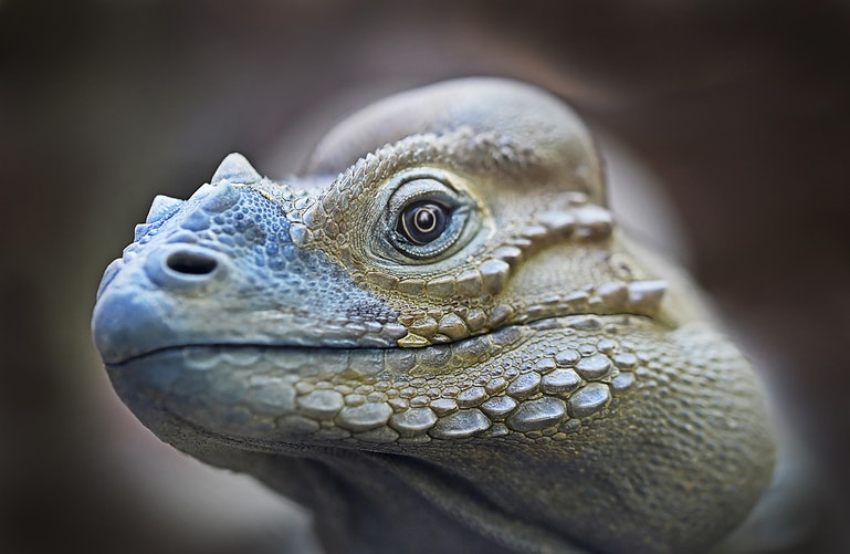 Primer plano de iguana. Color verde claro.