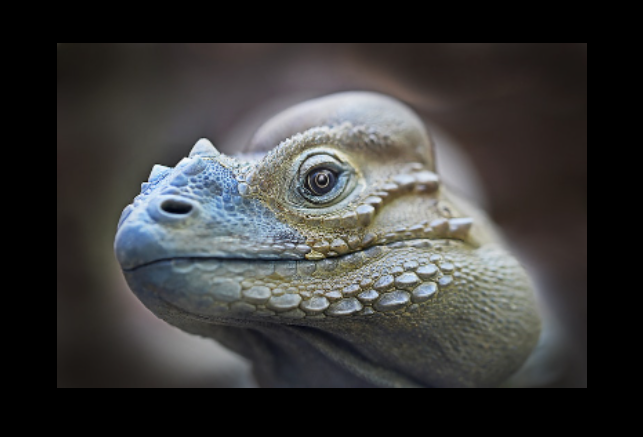 Image of the page with a face of a green iguana lloking to the left